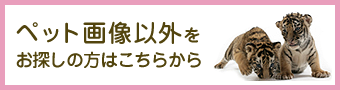 ペット画像以外をお探しの方はこちらから