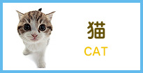 猫-CAT-