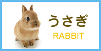 うさぎ-RABBIT-