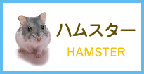 ハムスター-HAMSTER-